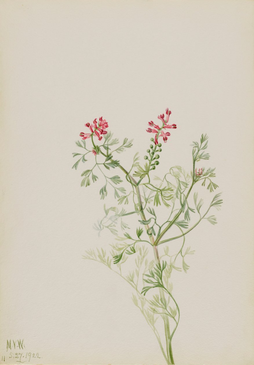 Nimetön - Kasvitutkimus, 1922. tekijältä Mary Vaux Walcott
