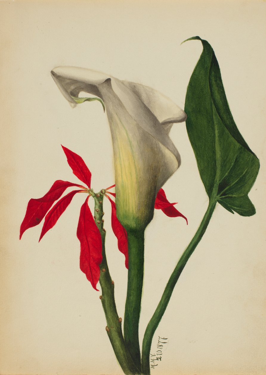 Nimetön (Calla Lily) tekijältä Mary Vaux Walcott