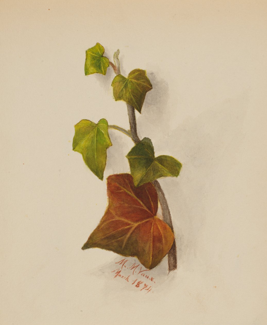 Nimetön (Ivy) tekijältä Mary Vaux Walcott