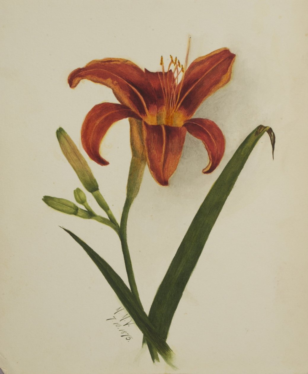 Nimetön (Lily) tekijältä Mary Vaux Walcott