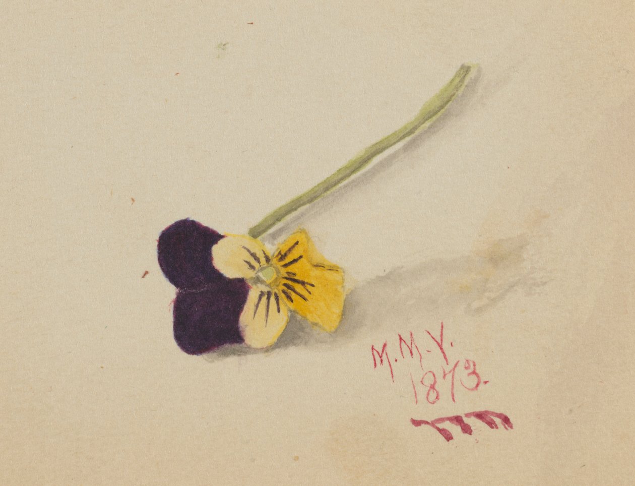 Nimetön (Pansy) tekijältä Mary Vaux Walcott