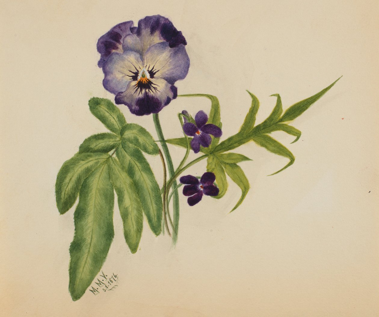 Nimetön (Pansy) tekijältä Mary Vaux Walcott