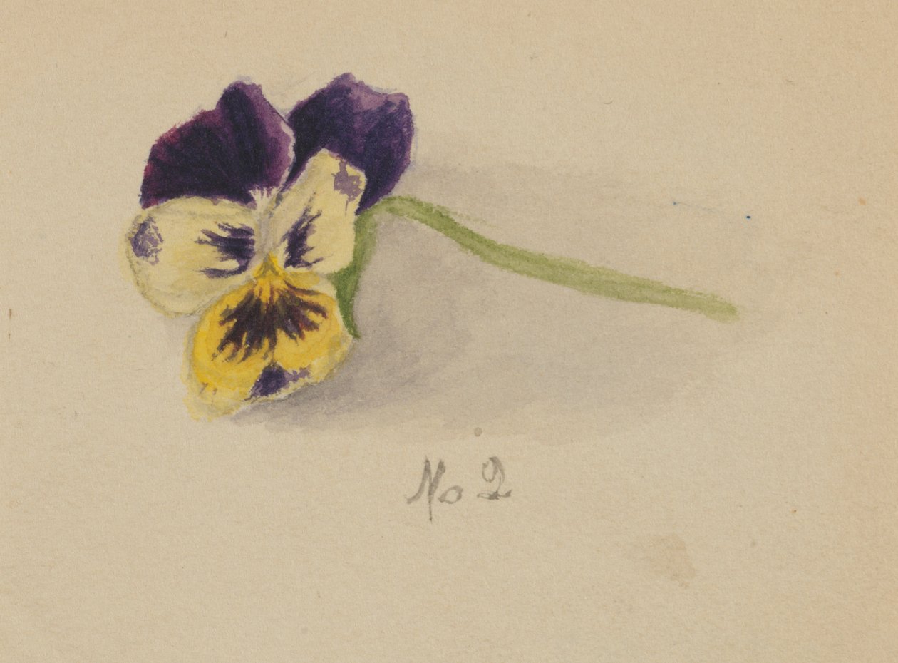 Nimetön (Pansy) tekijältä Mary Vaux Walcott