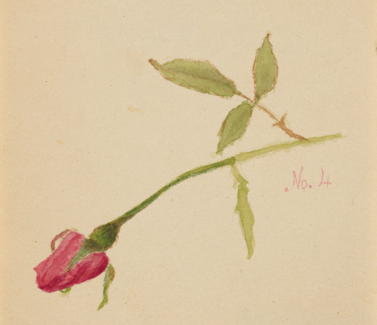Nimetön (Rose) tekijältä Mary Vaux Walcott