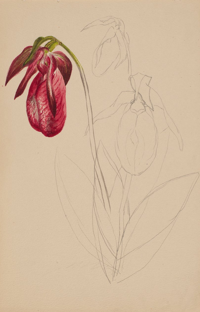 Untitled (Keskeneräinen luonnos) tekijältä Mary Vaux Walcott
