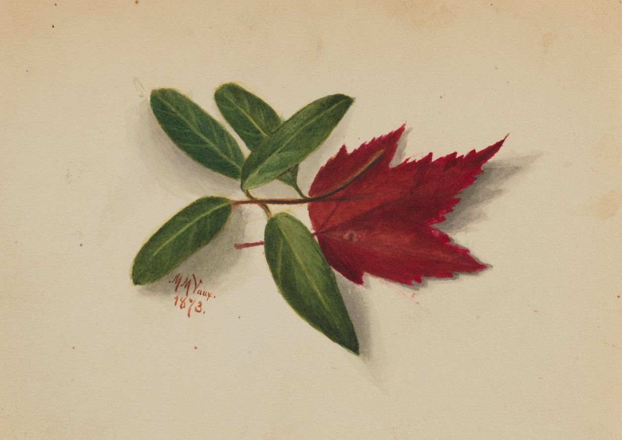 Untitled tekijältä Mary Vaux Walcott