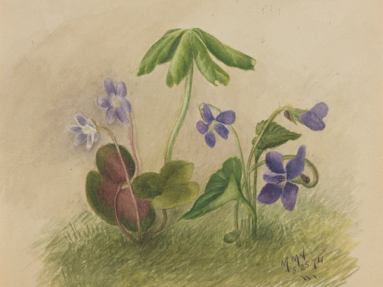 Untitled tekijältä Mary Vaux Walcott