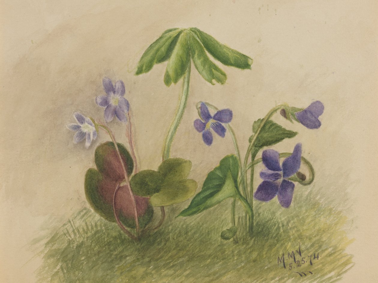 Nimetön, 1874. tekijältä Mary Vaux Walcott