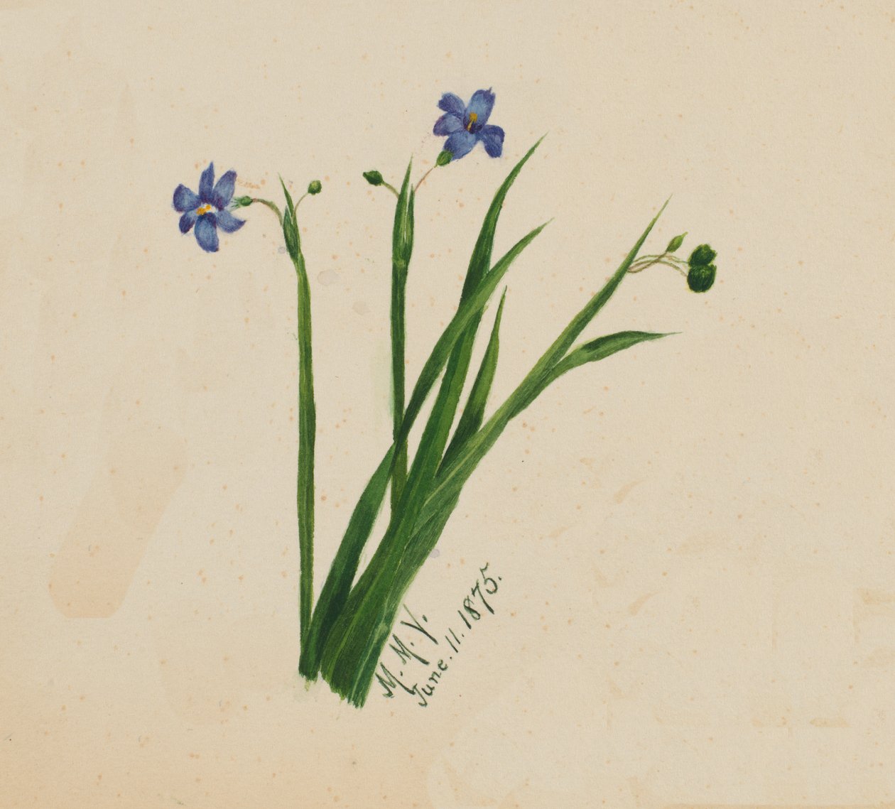 Nimetön, 1875. tekijältä Mary Vaux Walcott