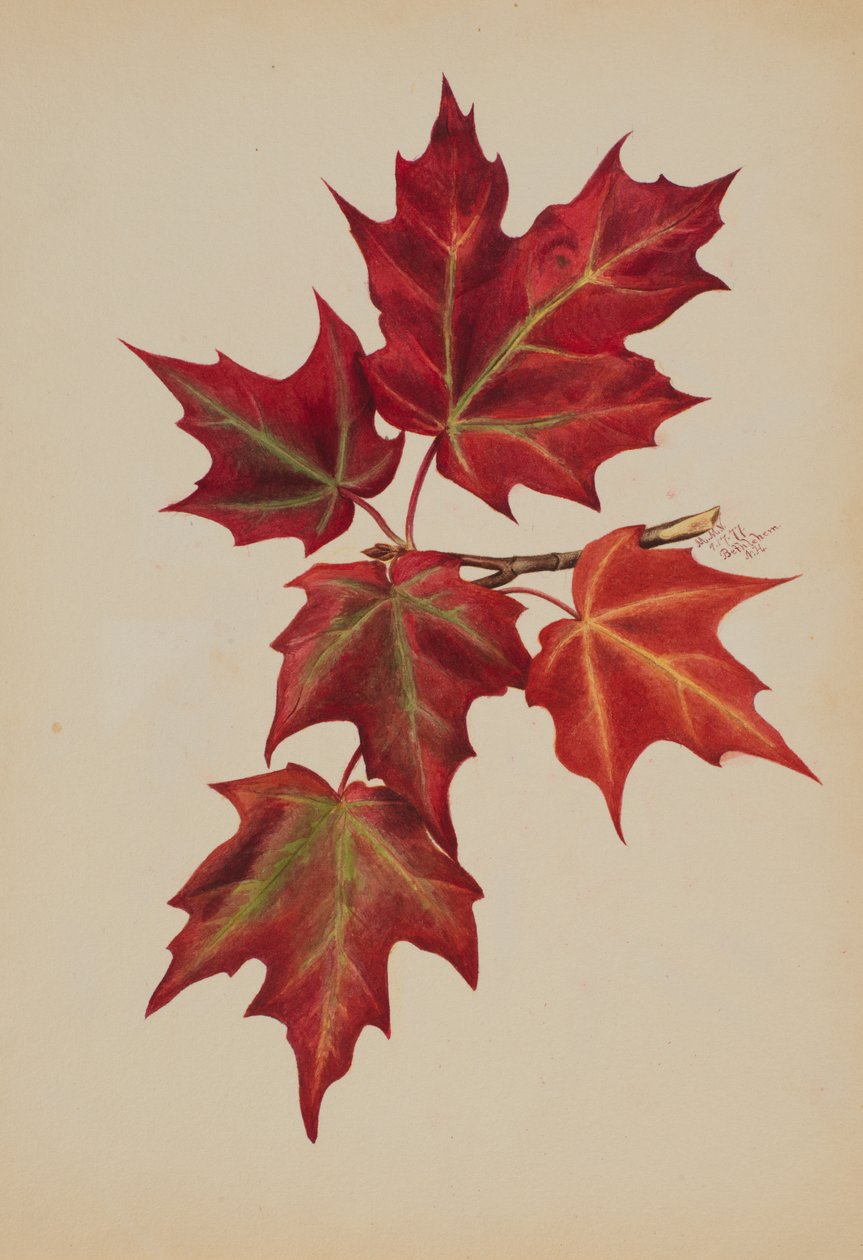 Nimettömät syksyn lehdet, 1877. tekijältä Mary Vaux Walcott