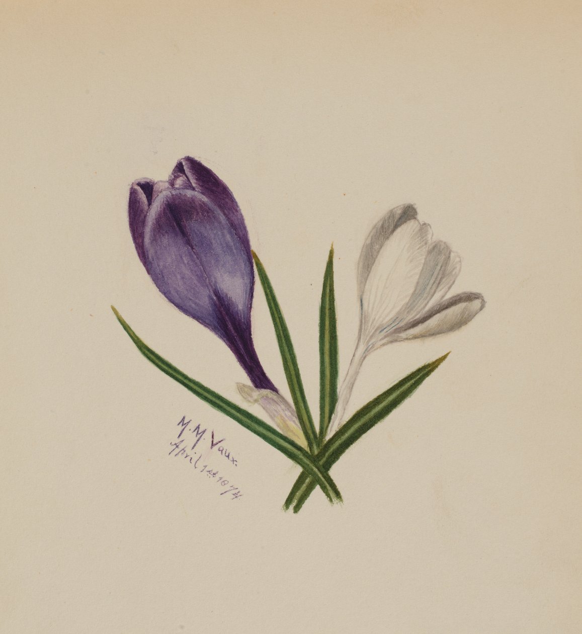 Nimettömät krookukset, 1874. tekijältä Mary Vaux Walcott