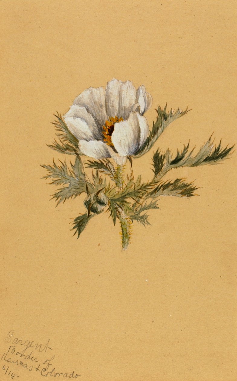 Nimetön kukkatutkimus, 1883. tekijältä Mary Vaux Walcott