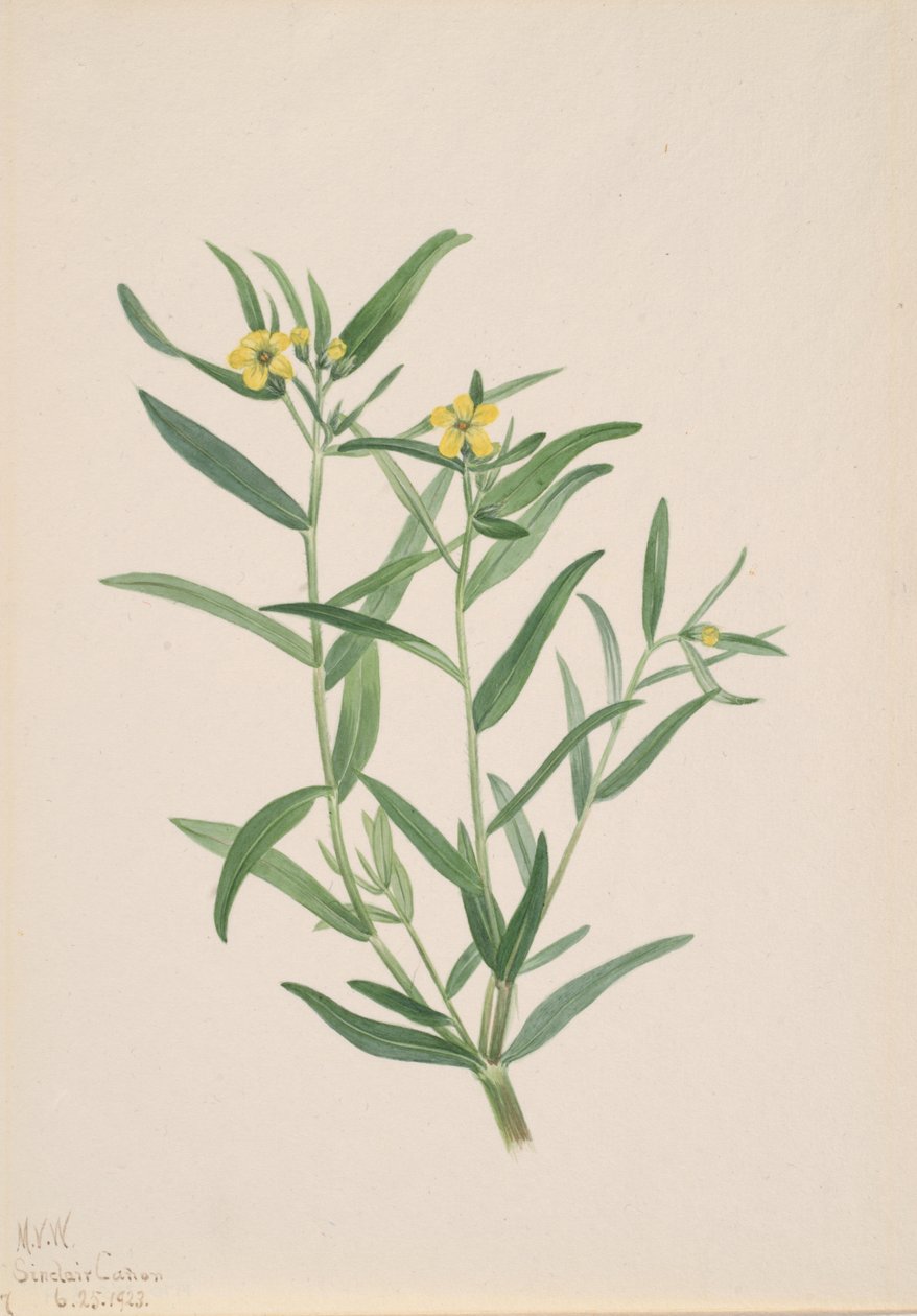 Nimetön kukkatutkimus, 1923. tekijältä Mary Vaux Walcott