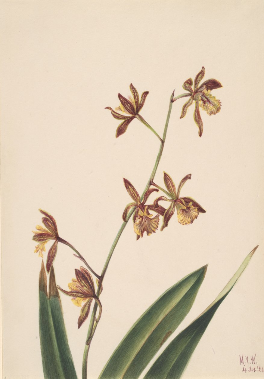 Nimetön kukkatutkimus, 1924. tekijältä Mary Vaux Walcott