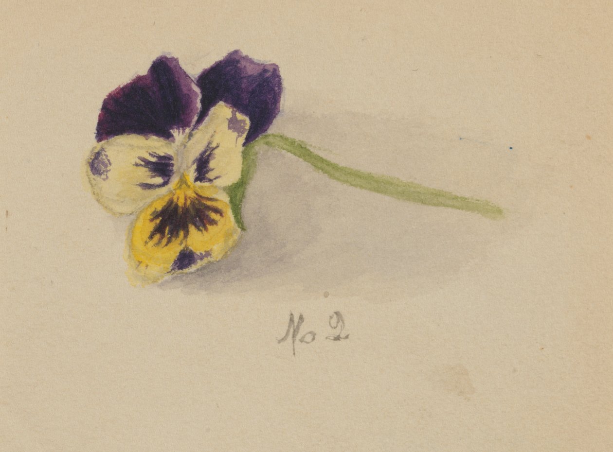 Nimetön Orvokki, 1872. tekijältä Mary Vaux Walcott
