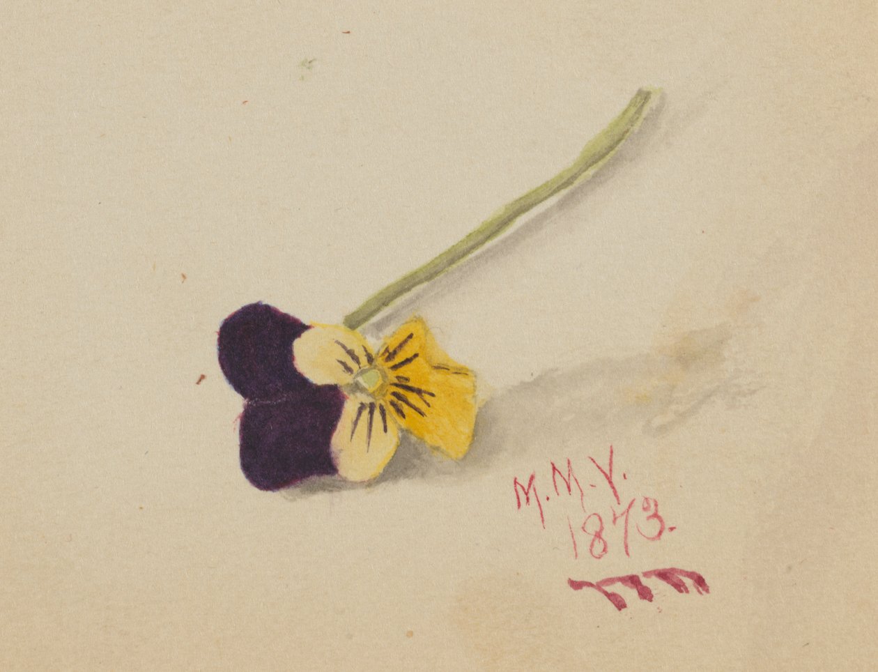 Nimetön Orvokki, 1873. tekijältä Mary Vaux Walcott