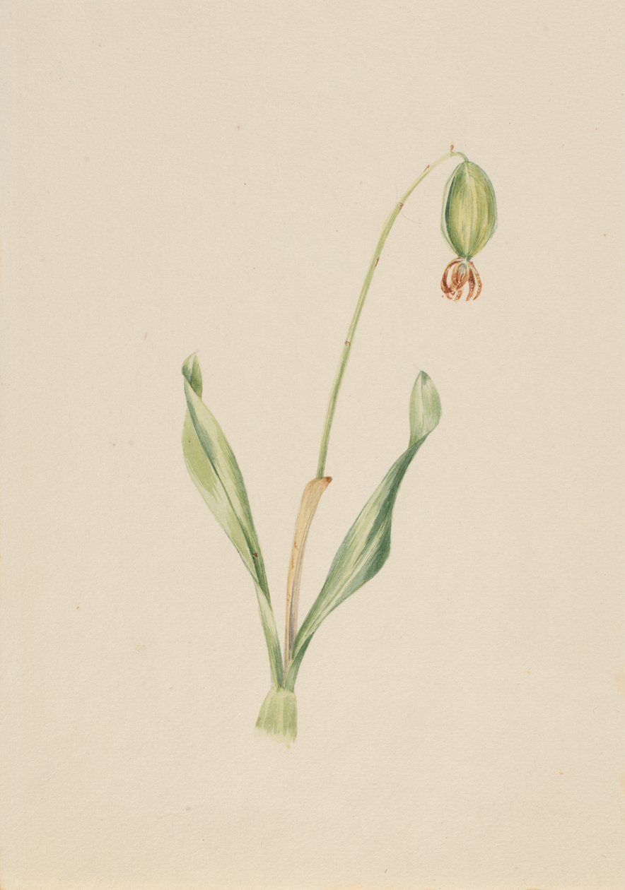 Nimetön kasvitutkimus, n. 1930-luvun alku. tekijältä Mary Vaux Walcott