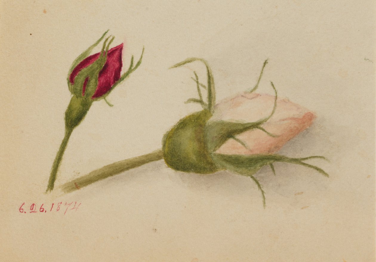 Nimetön Rosebuds, 1874. tekijältä Mary Vaux Walcott