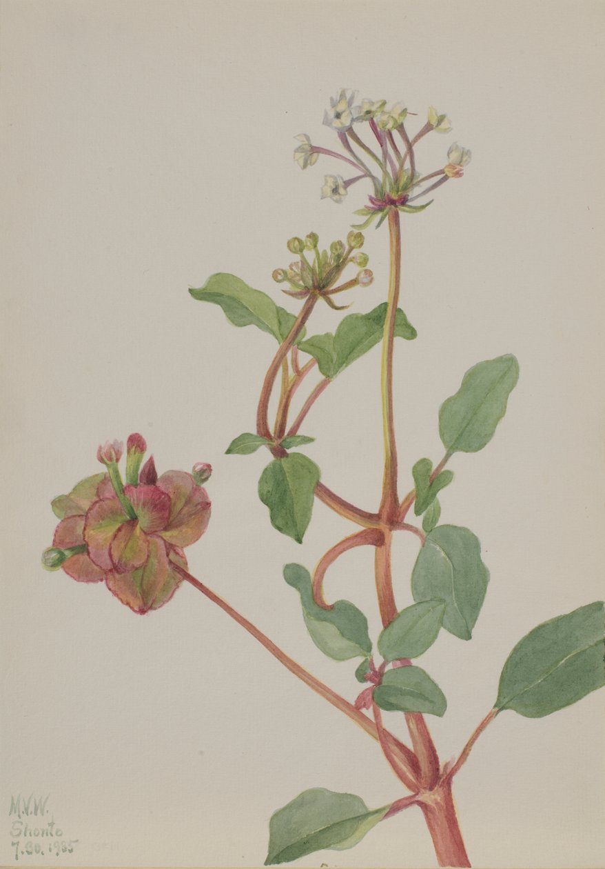 Nimetön Tripterocalyx pedunculatus, 1935. tekijältä Mary Vaux Walcott