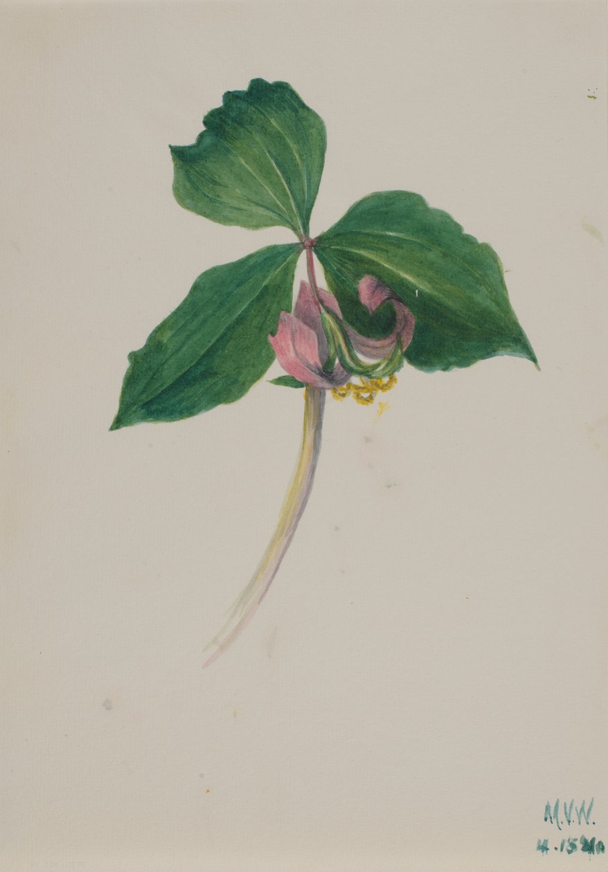 Nimetön, n. 1920. tekijältä Mary Vaux Walcott
