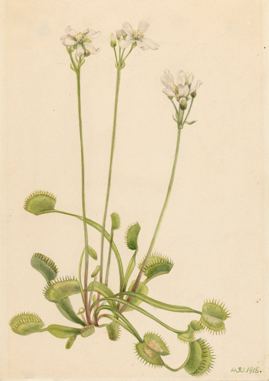 Venuksen kärpäsloukku Dionaea muscipula, 1918. tekijältä Mary Vaux Walcott