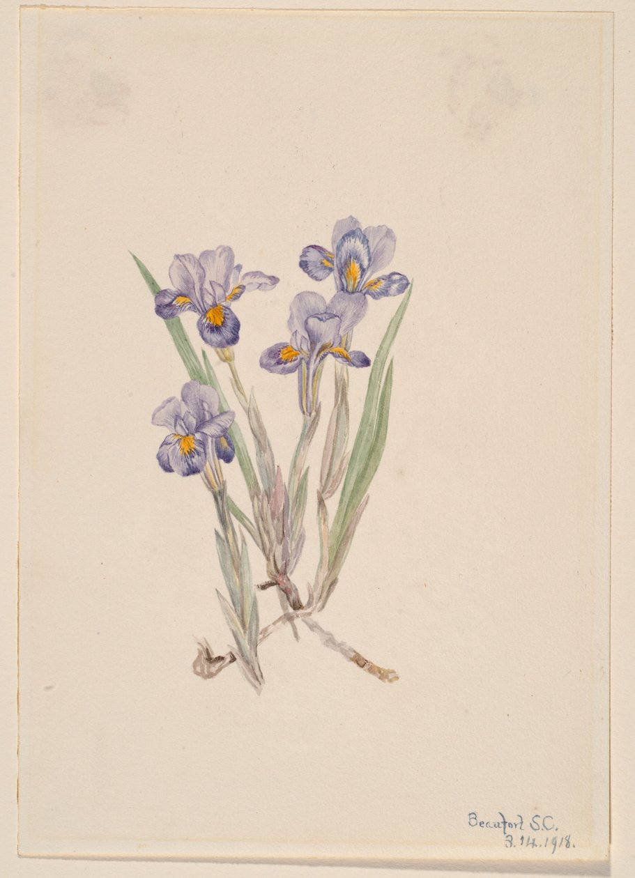 Kevätkukka (Iris verna) tekijältä Mary Vaux Walcott