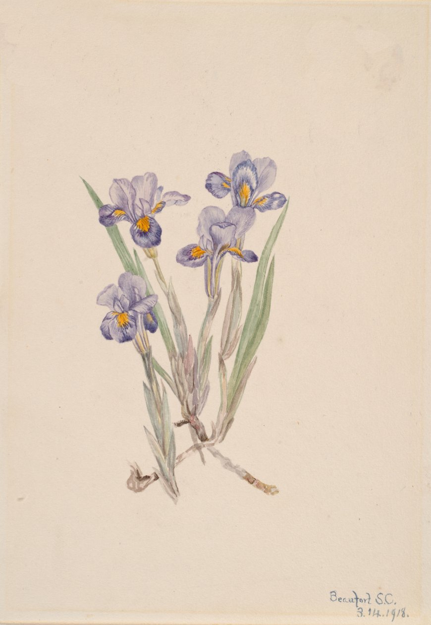 Kevät Iris Iris verna, 1918. tekijältä Mary Vaux Walcott