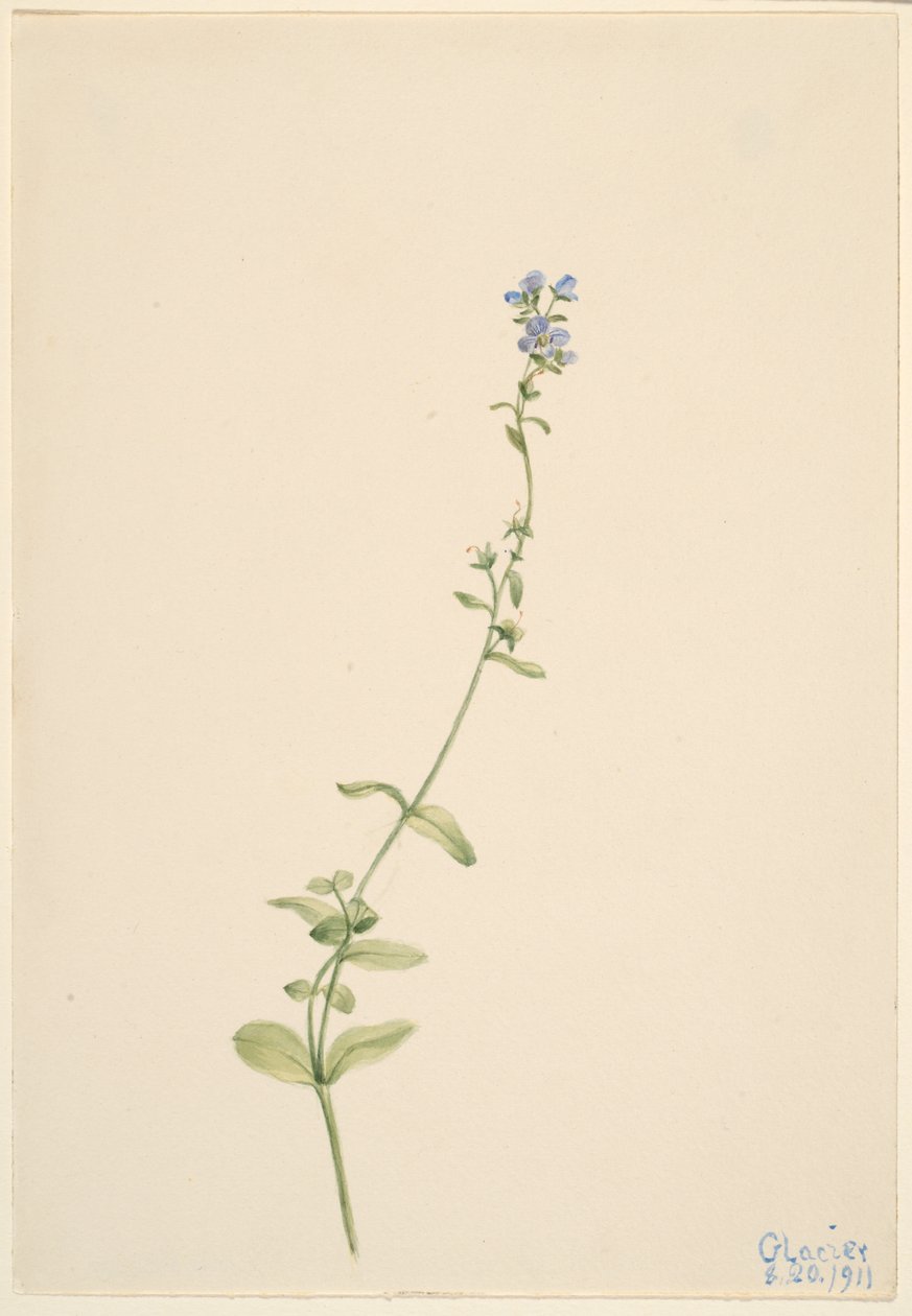 Veronica serpyllifolia tekijältä Mary Vaux Walcott