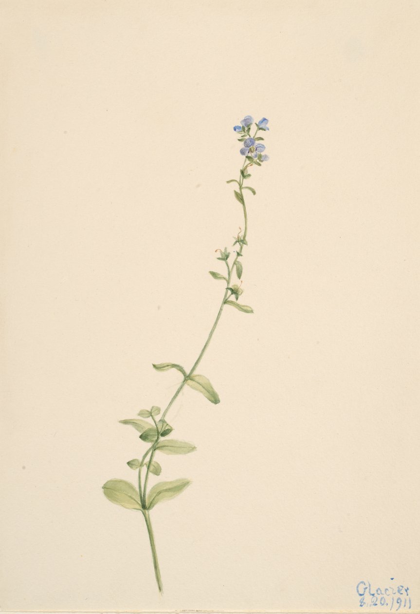 Veronica serpyllifolia, 1911. tekijältä Mary Vaux Walcott