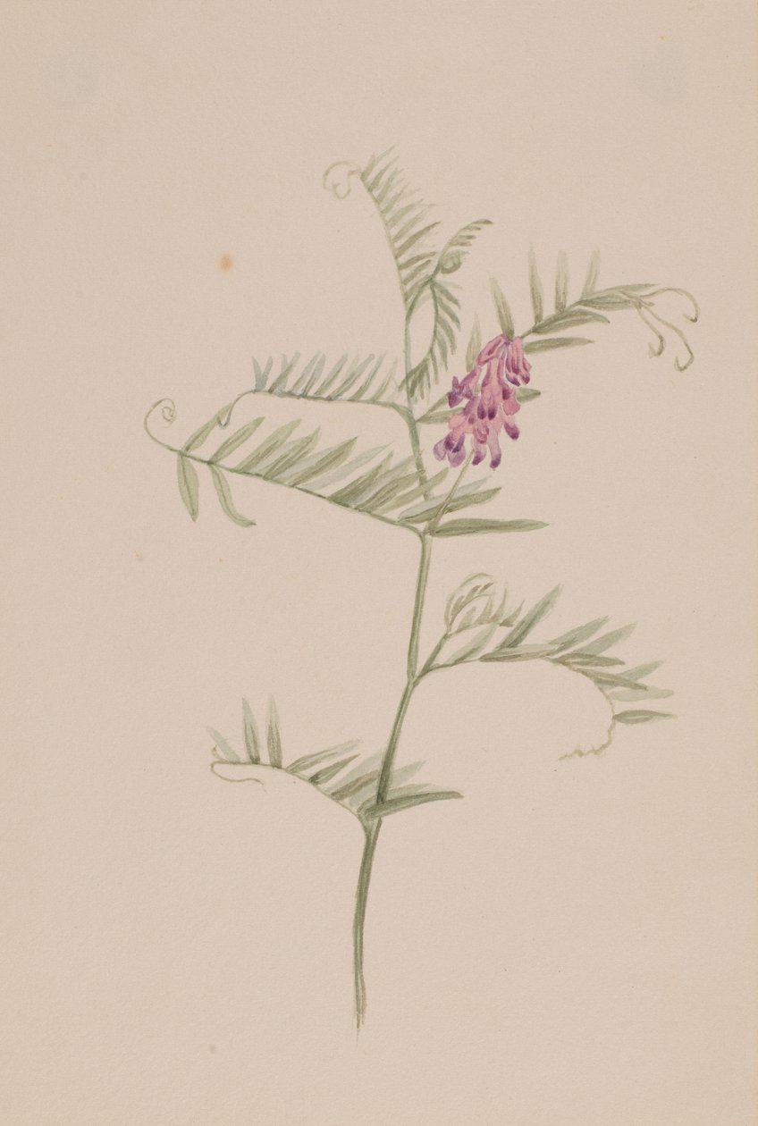 Vicia americana tekijältä Mary Vaux Walcott