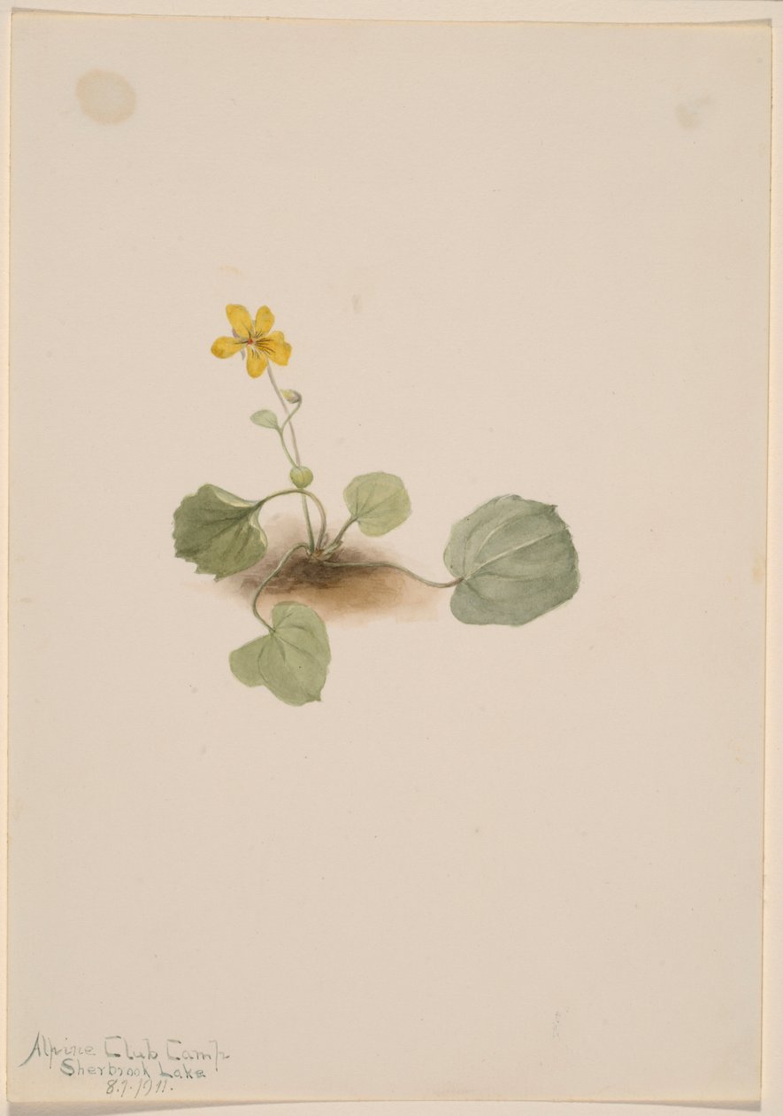 Viola orbiculata tekijältä Mary Vaux Walcott