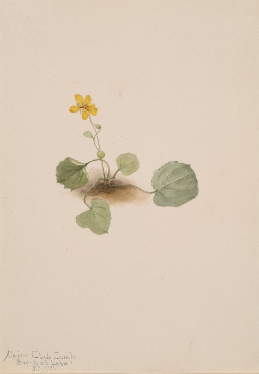 Viola orbiculata, 1911. tekijältä Mary Vaux Walcott
