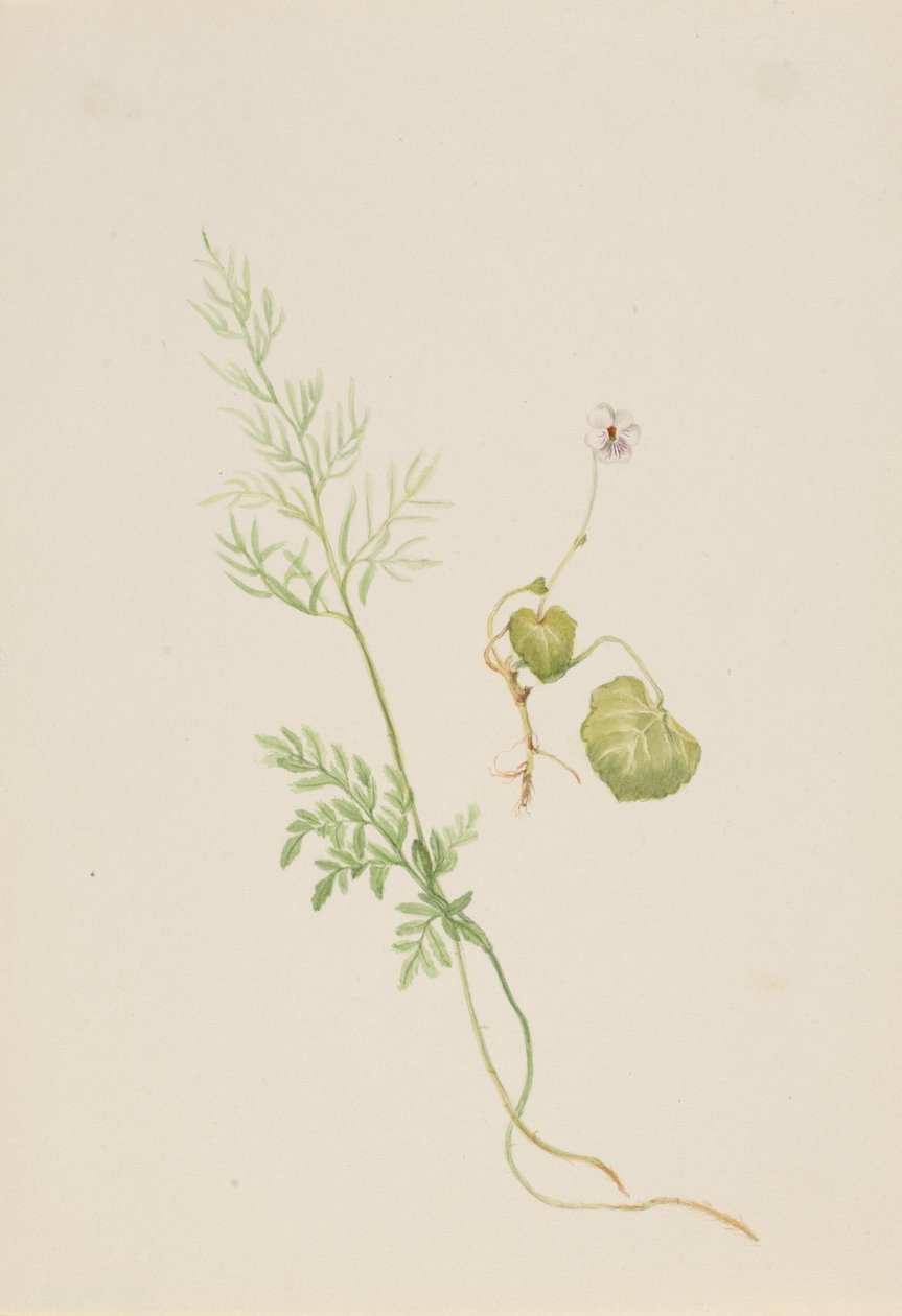 Viola palustris, n. 1917-1918. tekijältä Mary Vaux Walcott