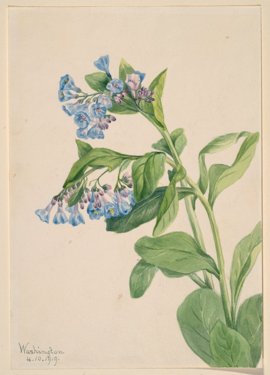 Virginian sinikellot (Mertensia virginica) tekijältä Mary Vaux Walcott