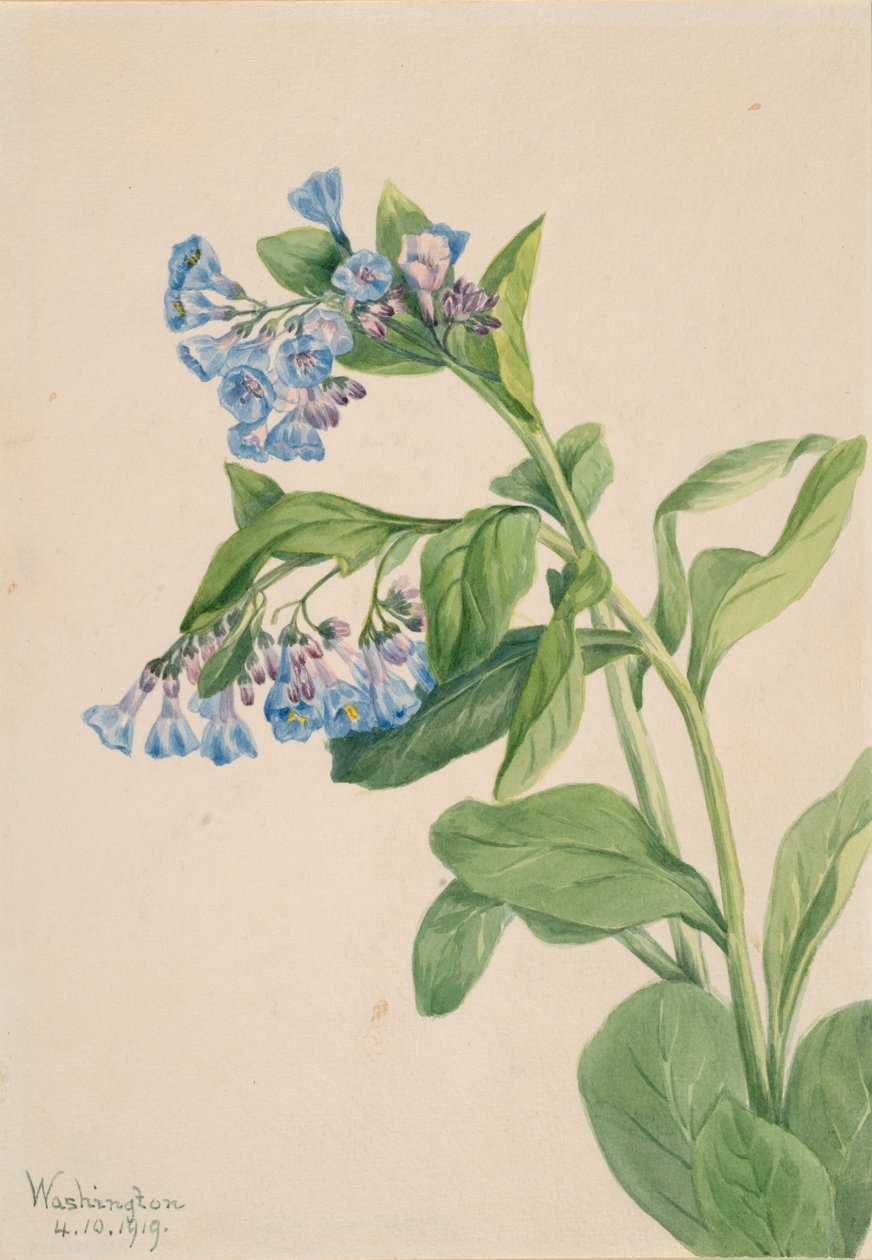 Virginia Bluebells Mertensia virginica, 1919. tekijältä Mary Vaux Walcott