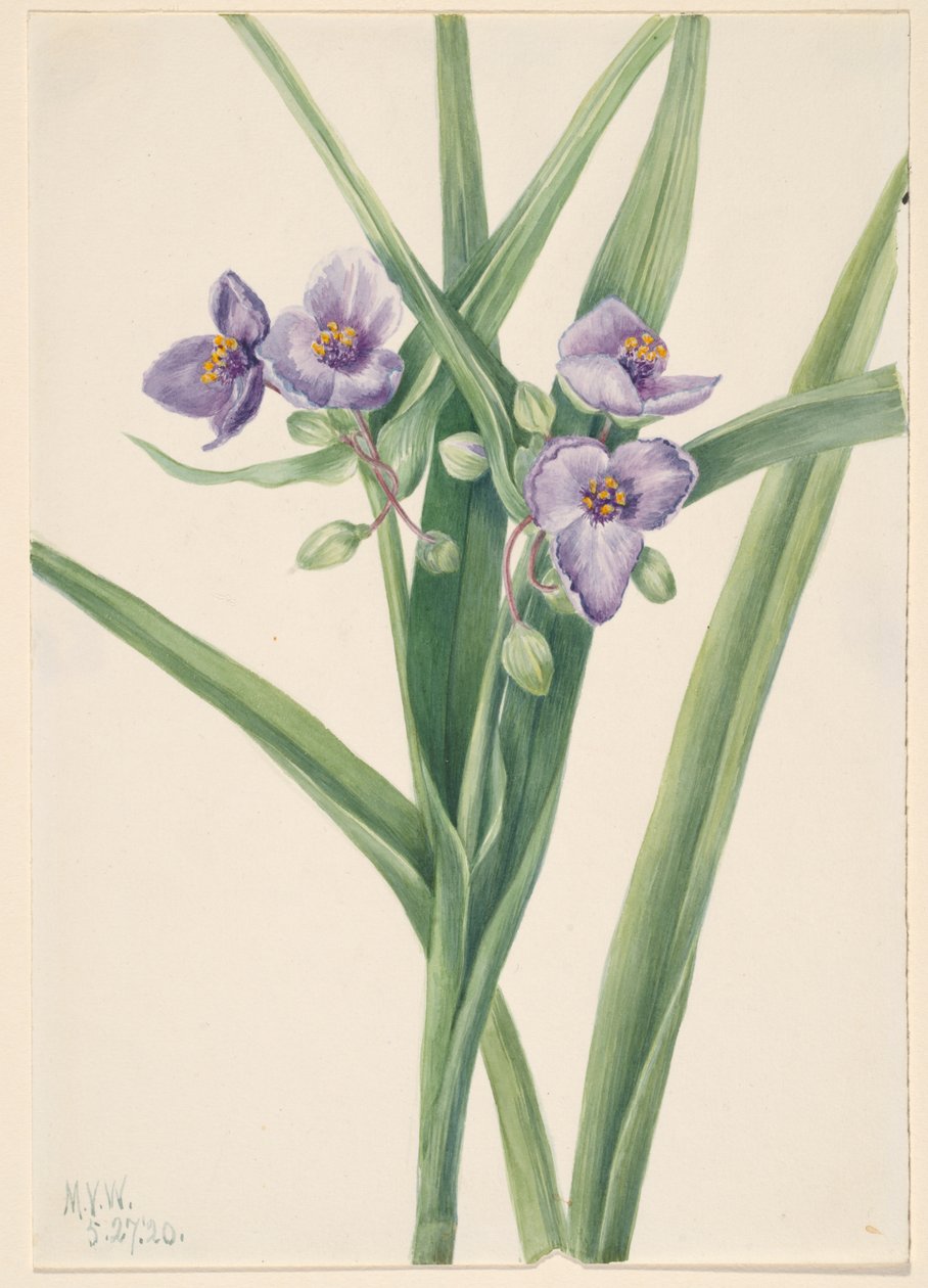 Virginia Spiderwort Tradescantia virginiana, 1920. tekijältä Mary Vaux Walcott