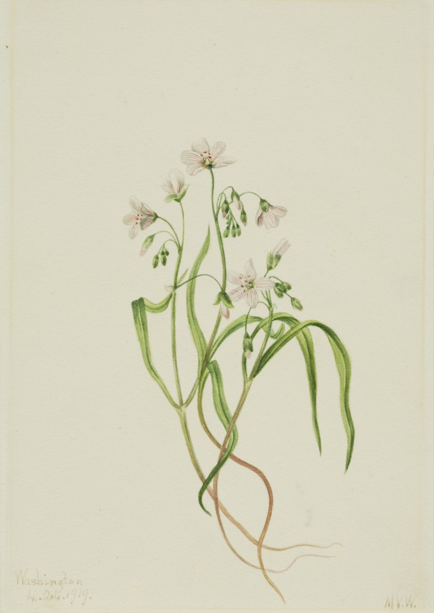 Virginia Springbeauty Claytonia virginica, 1919. tekijältä Mary Vaux Walcott