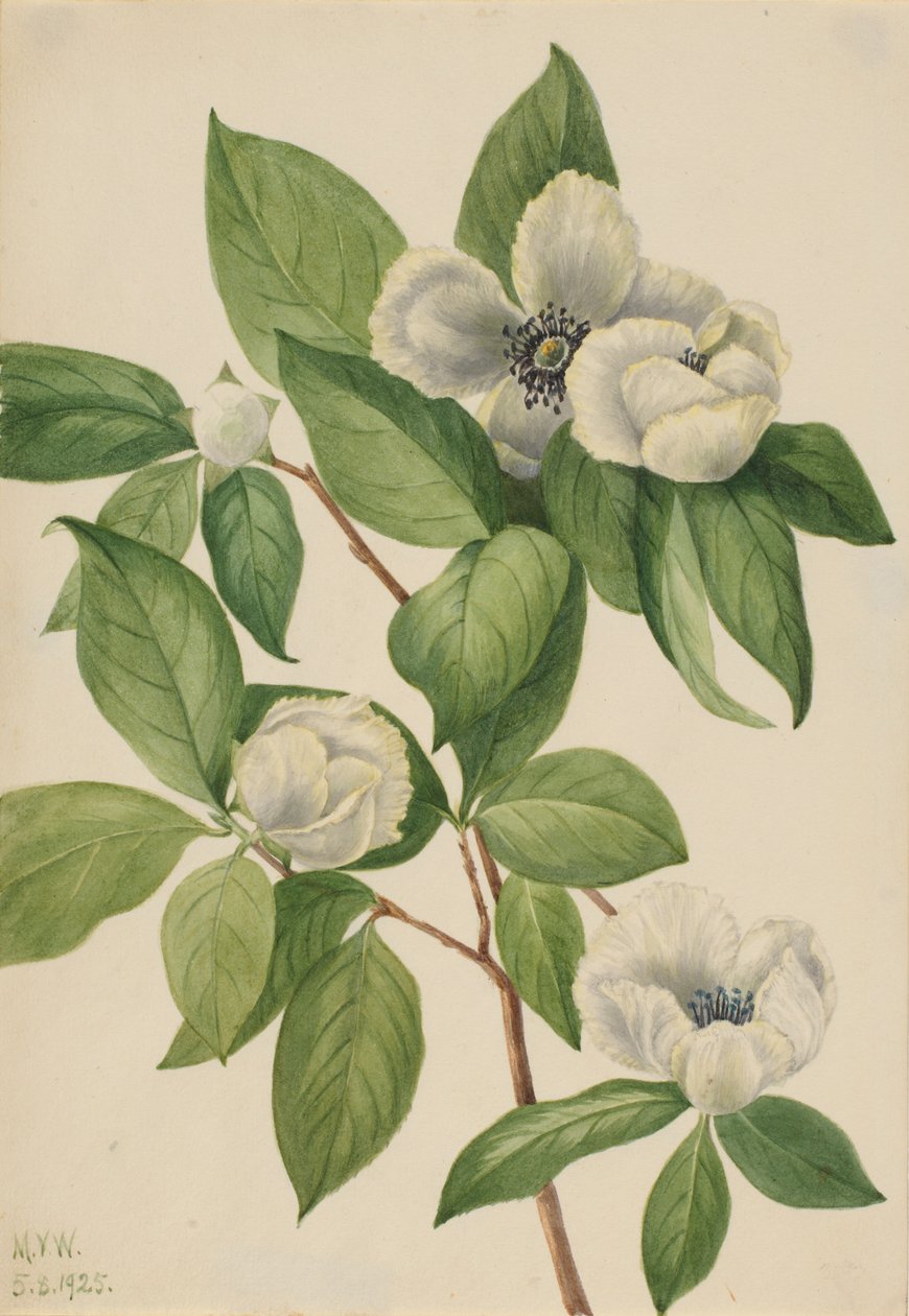 Virginia Stewartia (Stewartia malachodendron) tekijältä Mary Vaux Walcott