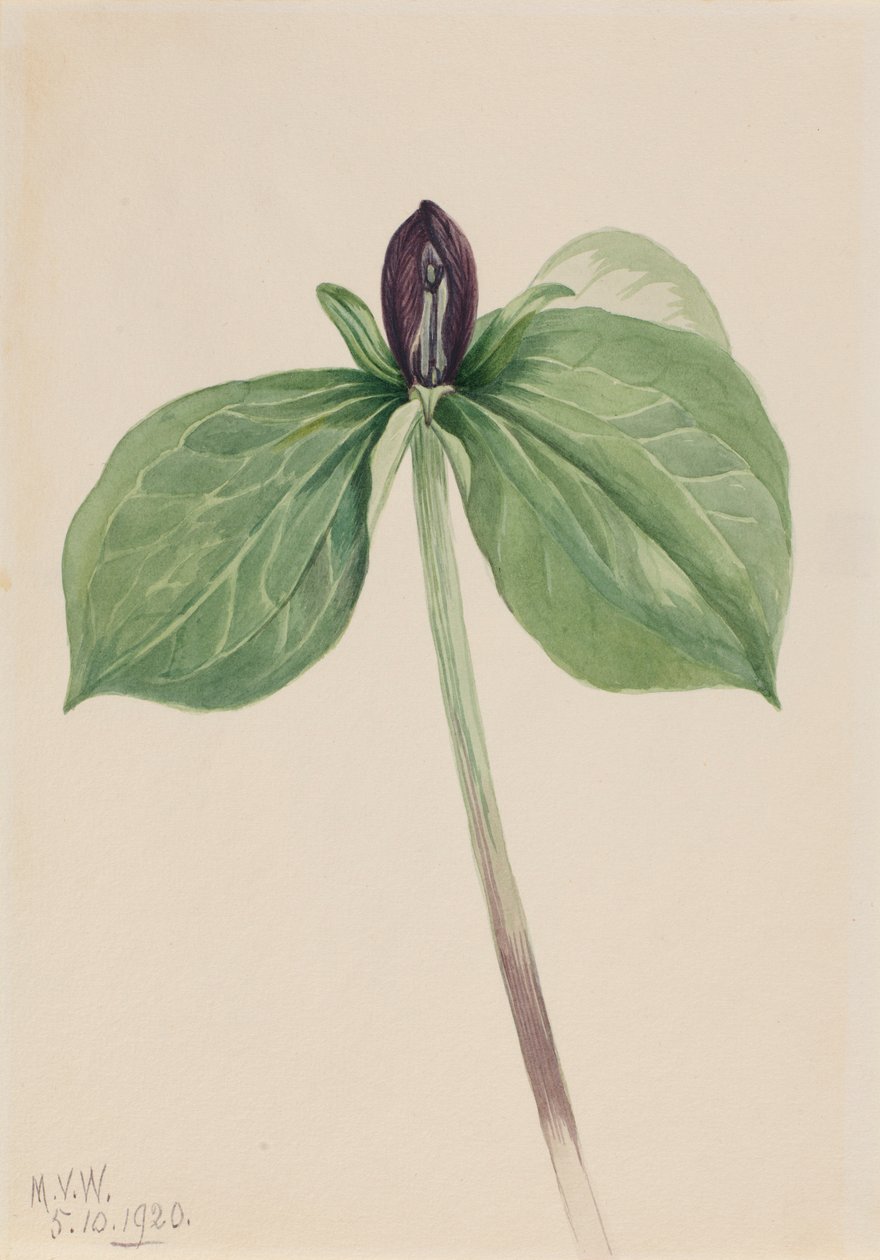 Wake Robin (Trillium sessile) tekijältä Mary Vaux Walcott