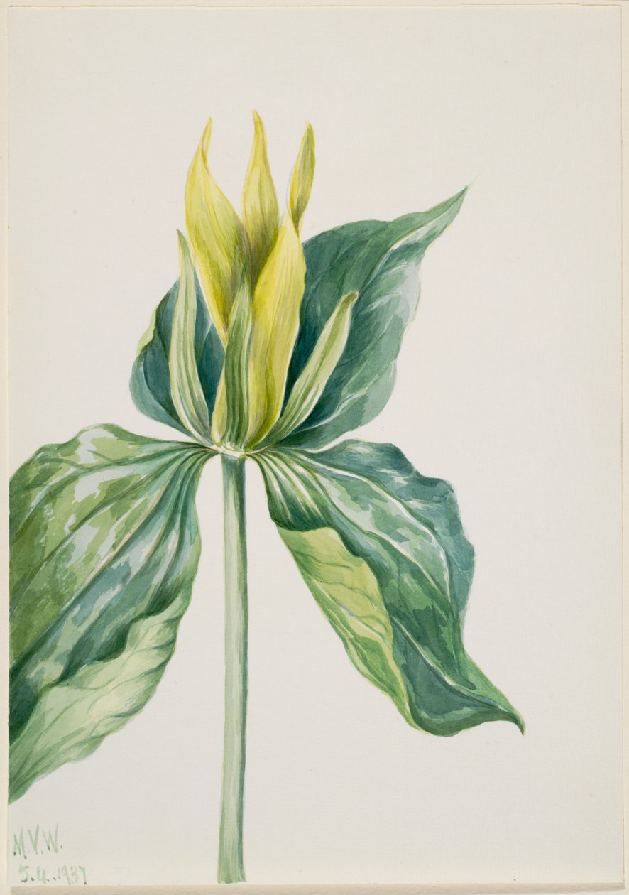 Wake-Robin (Trillium underwoodii) tekijältä Mary Vaux Walcott