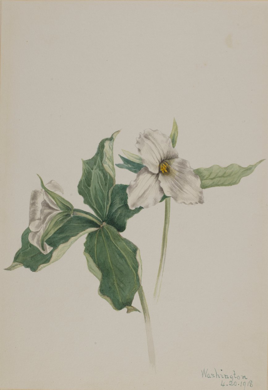 Wake-Robin Trillium grandiflorum, 1918. tekijältä Mary Vaux Walcott