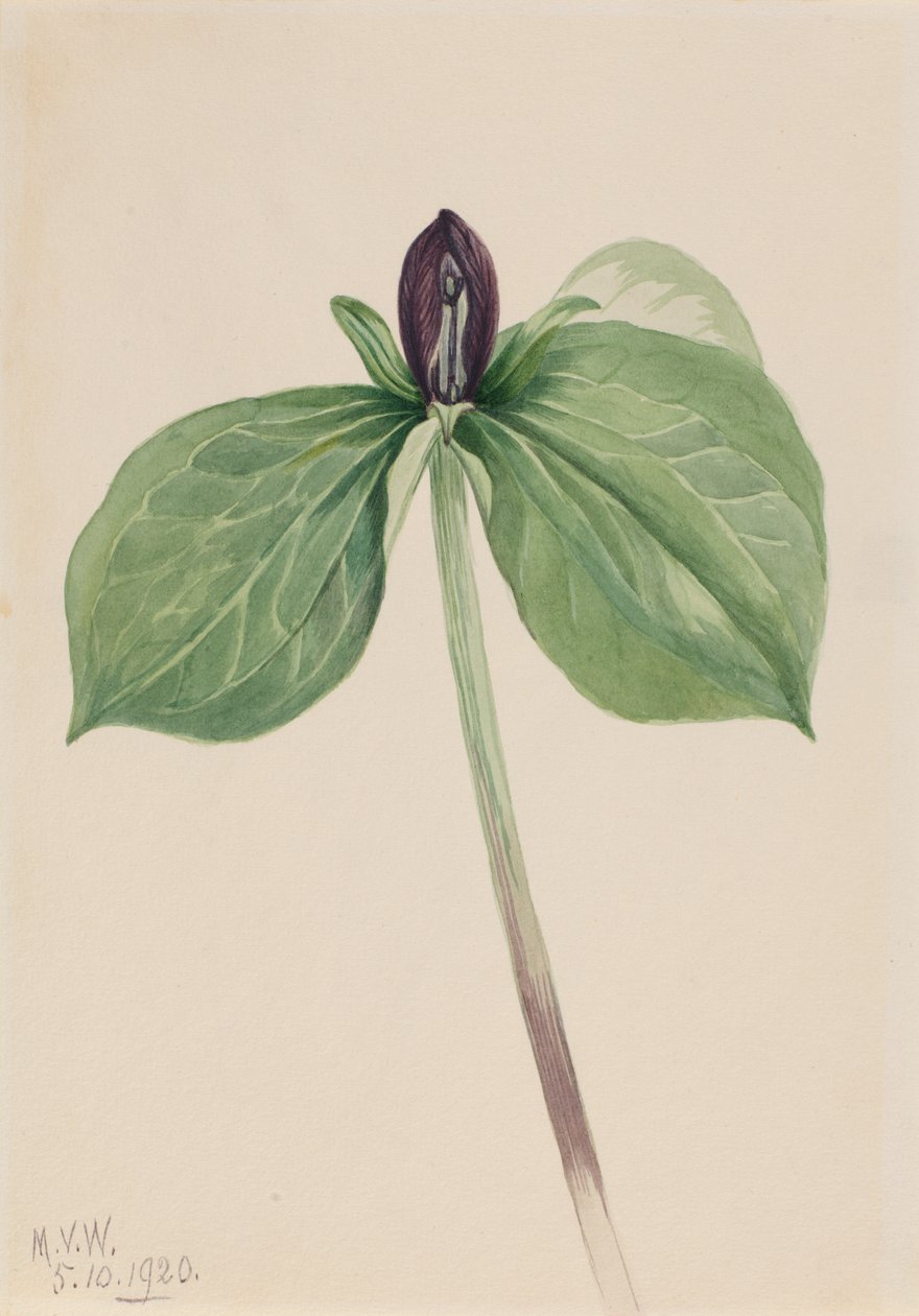 Wake-Robin Trillium istumaton, 1920. tekijältä Mary Vaux Walcott