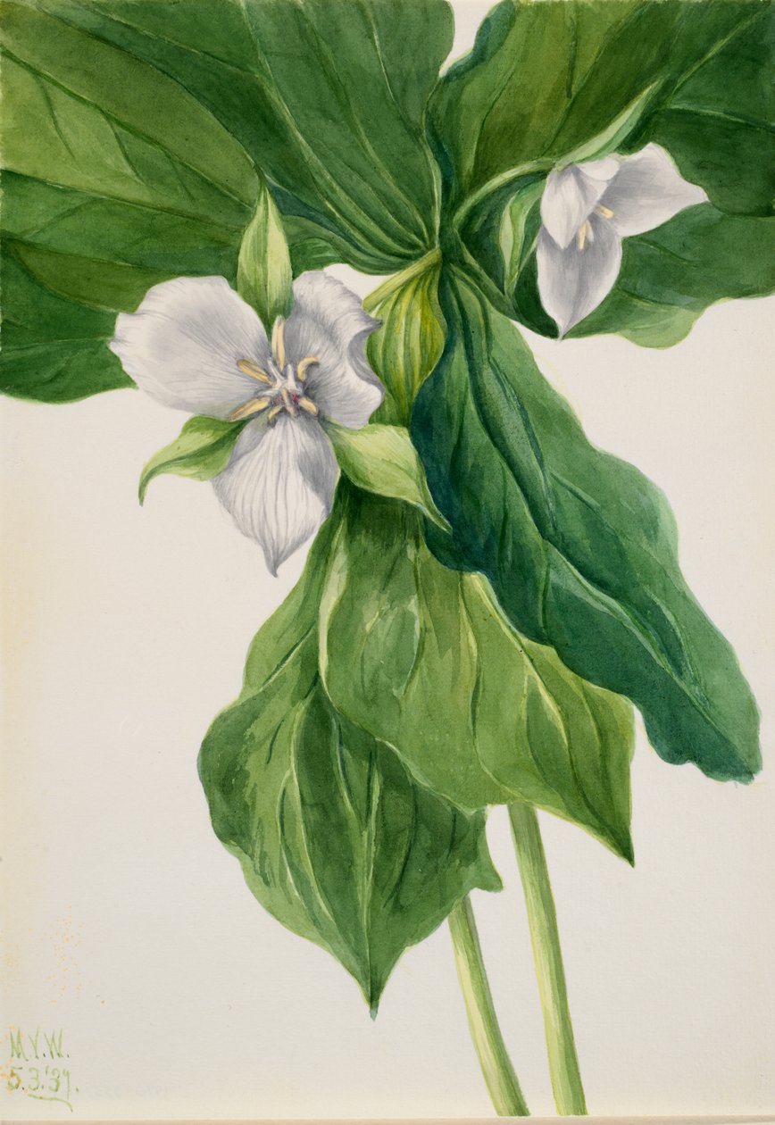 Wake-Robin Trillium -vertailu, 1939. tekijältä Mary Vaux Walcott