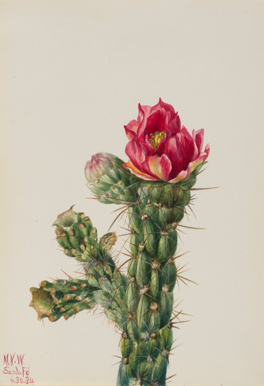 Walkingstick Cholla (Opuntia imbricata) tekijältä Mary Vaux Walcott