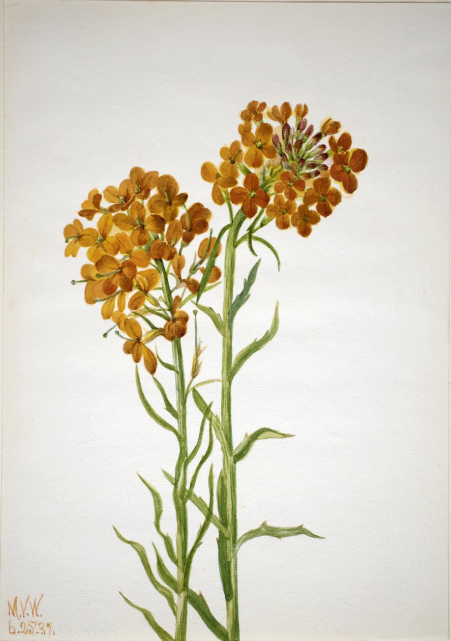Seinäseinä (Erysimum wheeleri) tekijältä Mary Vaux Walcott