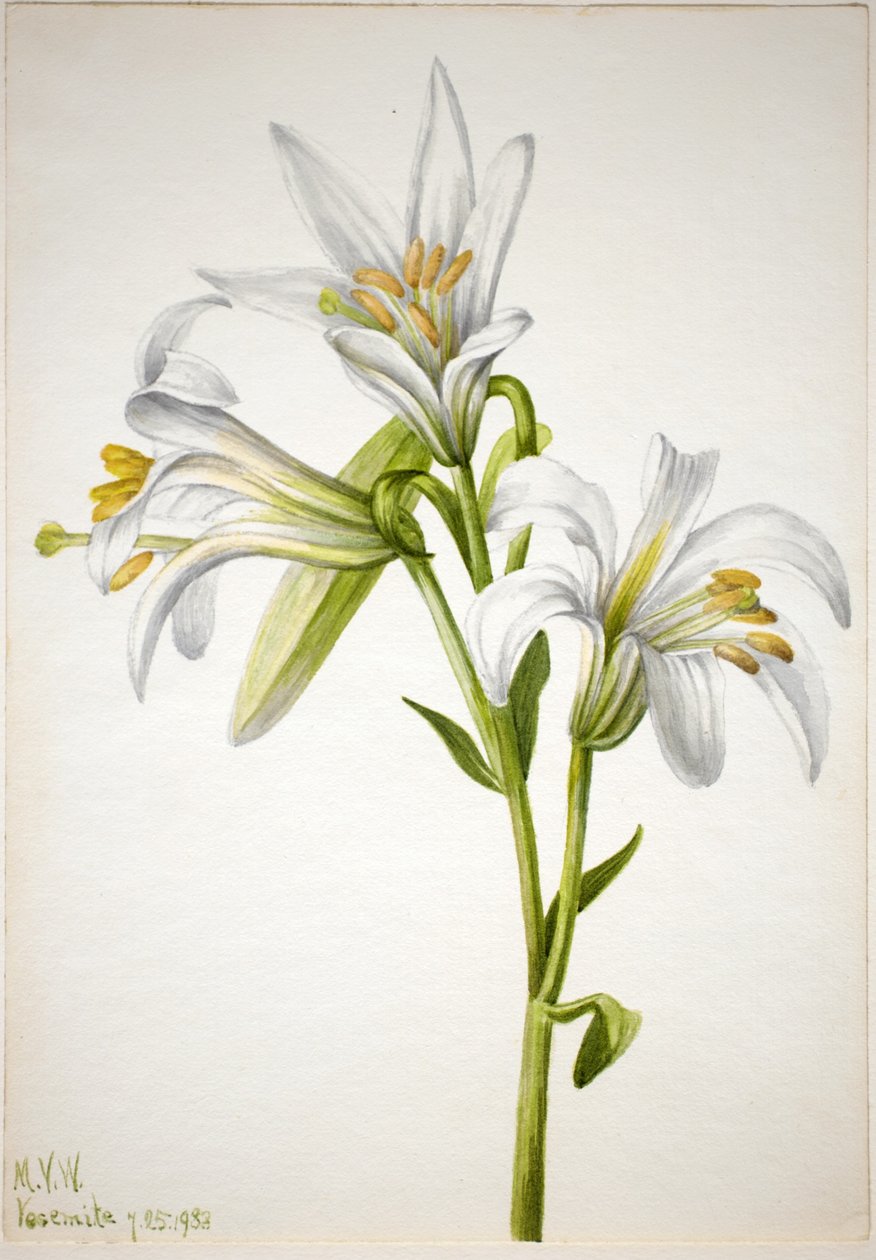 Washington Lilja (Lilium washingtonianum) tekijältä Mary Vaux Walcott