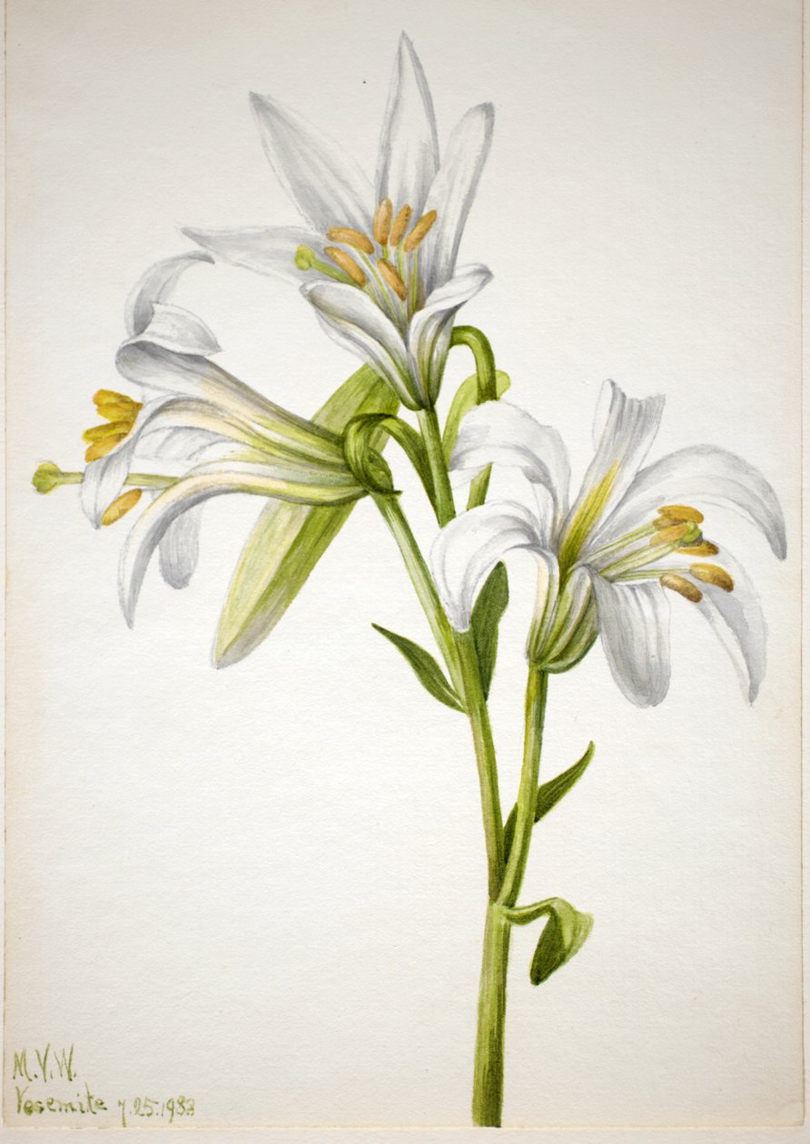 Washington Lily Lilium washingtonianum, 1933. tekijältä Mary Vaux Walcott
