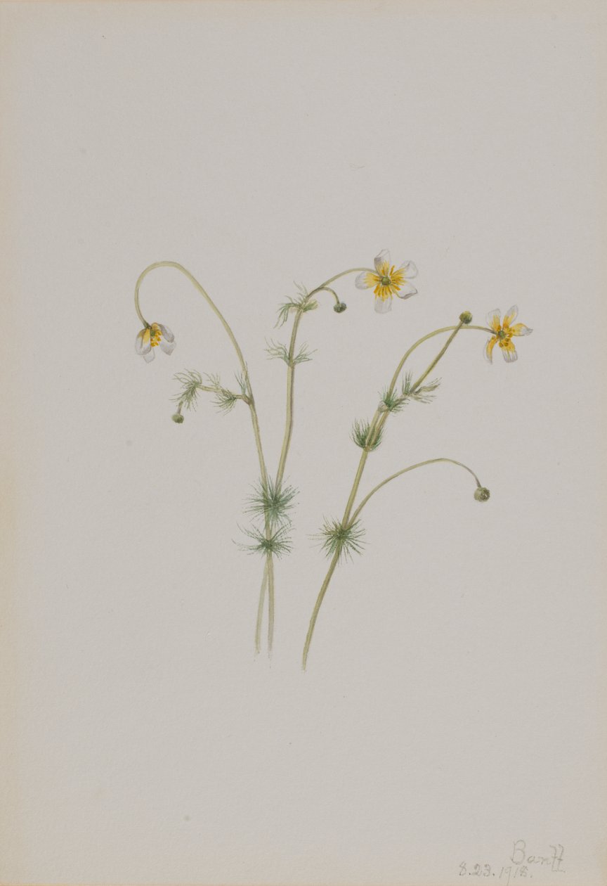Vesi-variksenjalka (Batrachium trichophyllum) tekijältä Mary Vaux Walcott