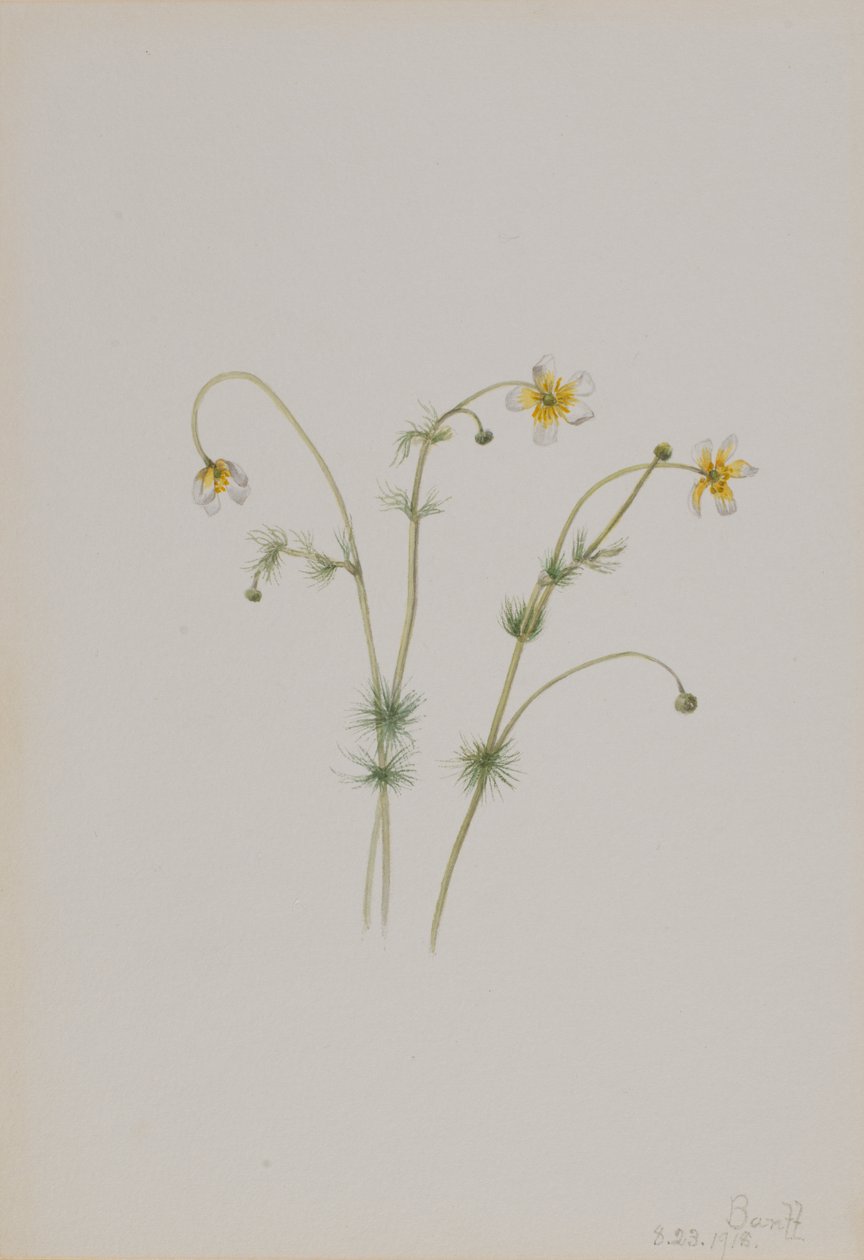 Vesivarsijalka Batrachium trichophyllum, 1918. tekijältä Mary Vaux Walcott