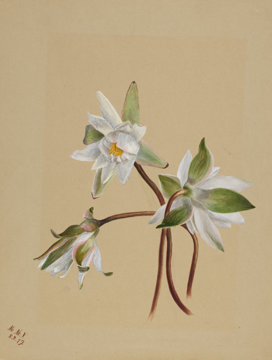 Vesililjat Castalia odorata, 1879. tekijältä Mary Vaux Walcott